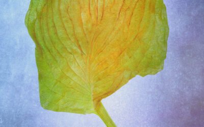 Jak kupować sztukę sercem, nie portfelem