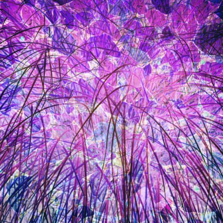 Fireworks - fotografika - Złudzenie wybuchu fajerwerków stworzone przez fotografie trawy i liści tylko w negatywie.