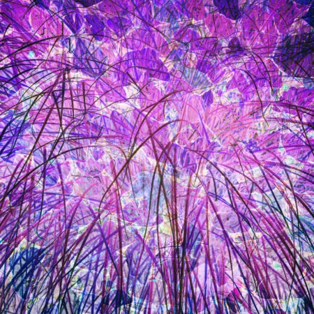 Fireworks - fotografika - Złudzenie wybuchu fajerwerków stworzone przez fotografie trawy i liści tylko w negatywie.