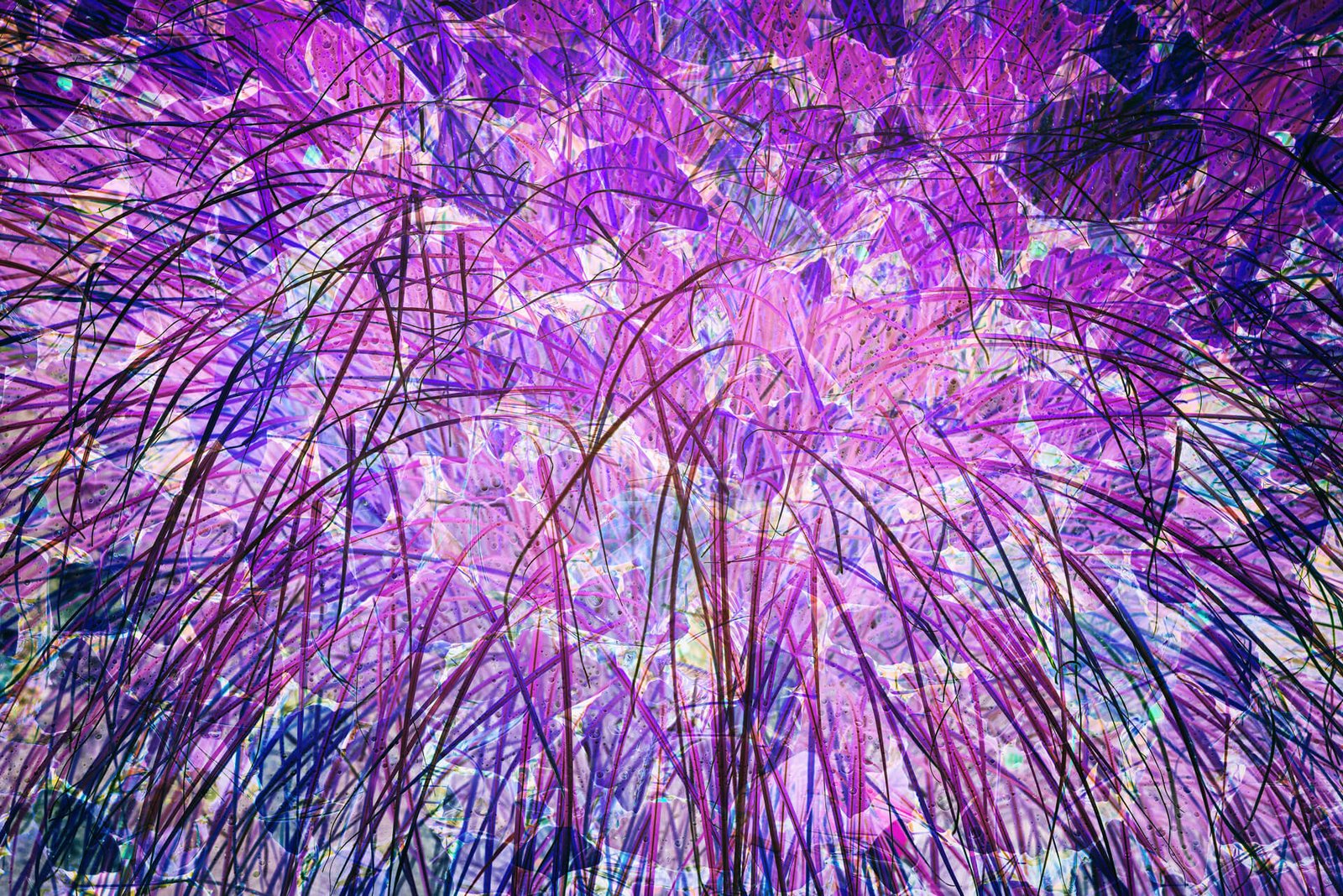 Fireworks - fotografika - Złudzenie wybuchu fajerwerków stworzone przez fotografie trawy i liści tylko w negatywie.