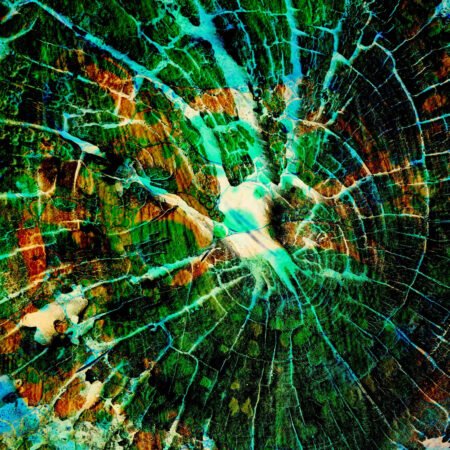 Green net - fotografika - Kompozycja przypominająca sieć naczyń lub komórek roślinnych.