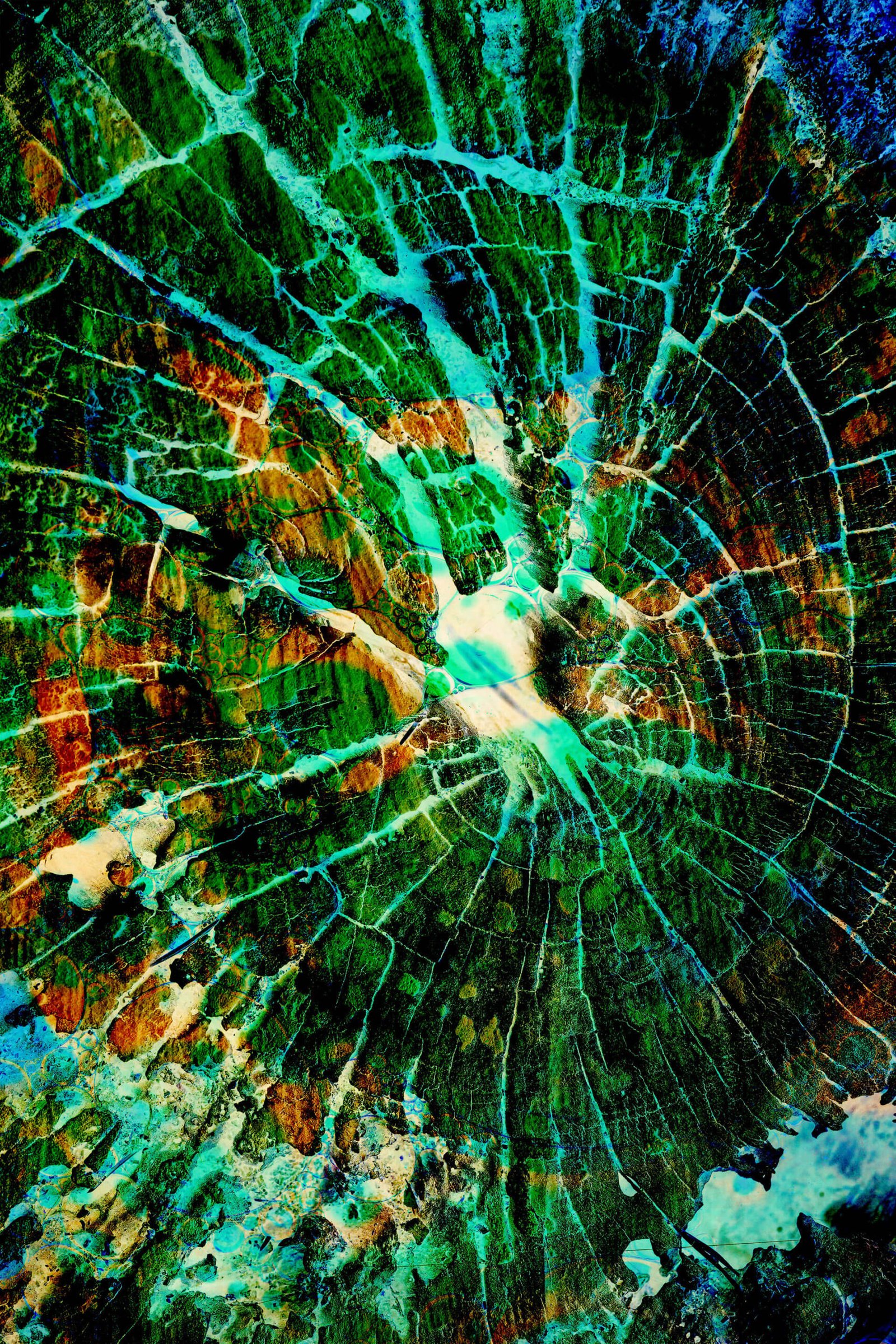 Green net - fotografika - Kompozycja przypominająca sieć naczyń lub komórek roślinnych.