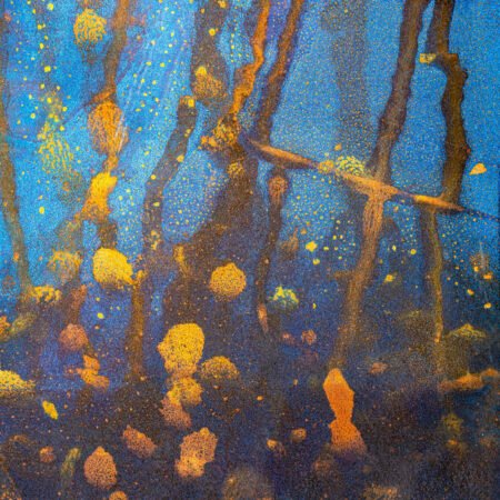 Monterey bay - fotografika Abstrakcyjna interpretacja podwodnego świata wodorostów, glonów itp.