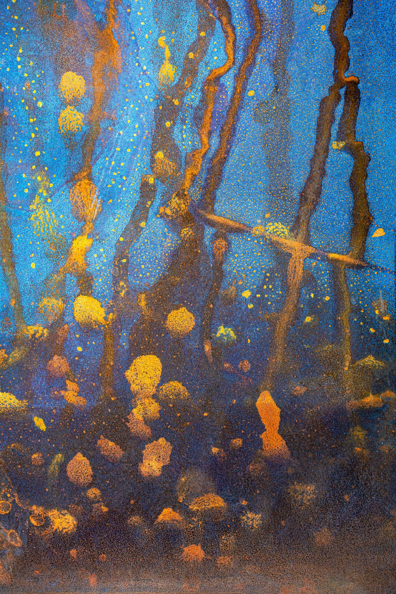 Monterey bay - fotografika Abstrakcyjna interpretacja podwodnego świata wodorostów, glonów itp.